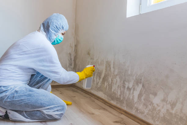 Licensed Mold Inspection service in Curwensville, PA - WQB Mold Removal